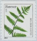 Colnect-3124-998-Ferns-Goldie--s-Wood-Fern.jpg