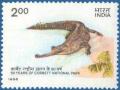 Colnect-567-794-Gharial-Gavialis-gangeticus-.jpg