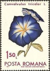 Colnect-574-645-Dwarf-Morning-Glory-Convolvulus-tricolor.jpg