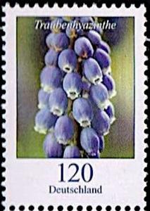 Colnect-6195-683-Grape-Hyacinth.jpg