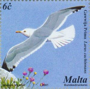 Colnect-131-465-Caspian-Gull-Larus-cachinnans.jpg