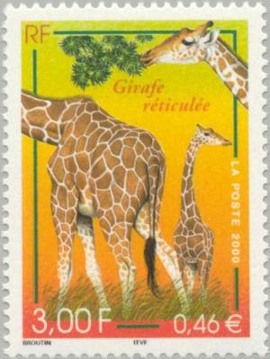 Colnect-146-779-Reticulated-Giraffe-Giraffa-camelopardalis-reticulata.jpg