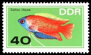 Colnect-1974-786-Honey-Gourami-Colisa-chuna.jpg