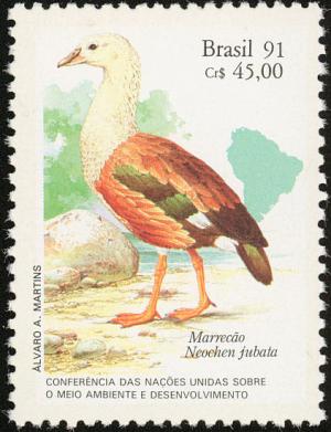 Colnect-2088-343-Orinoco-Goose-Neochen-jubatus.jpg