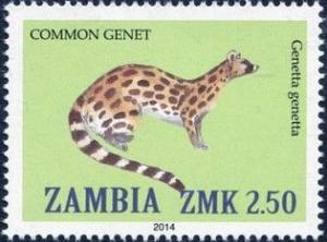 Colnect-2448-608-Common-Genet-Genetta-genetta.jpg