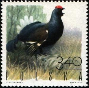 Colnect-3607-528-Black-Grouse-Tetrao-tetrix.jpg