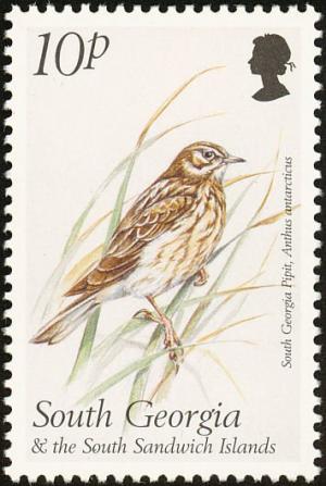 Colnect-4202-723-1999-Birds---South-Georgia-Pipit-Anthus-antarcticus.jpg