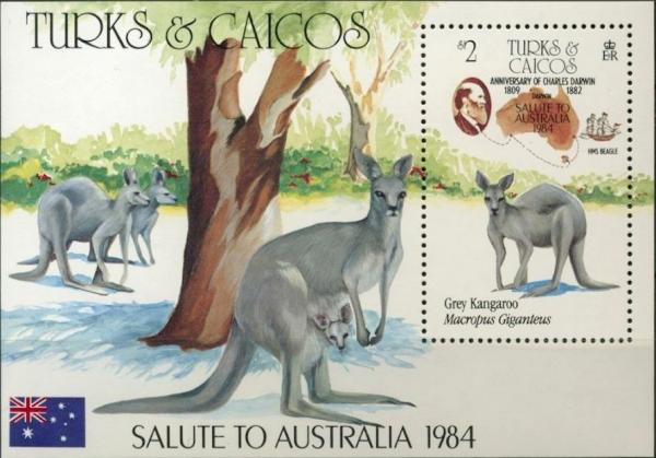 Colnect-3991-125-Grey-Kangaroo.jpg