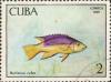 Colnect-1281-290-Spanish-Hogfish-Bodianus-rufus.jpg