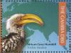 Colnect-3805-301-African-Grey-Hornbill-Lophoceros-nasutus.jpg