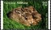 Colnect-5205-829-Brown-hare-Lepus-europeus.jpg