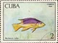 Colnect-1281-290-Spanish-Hogfish-Bodianus-rufus.jpg