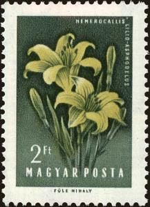 Colnect-5062-490-Lemon-Daylily-Hemerocallis-lilioasphodelus.jpg