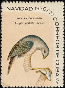 Colnect-3837-367-Gundlach-s-Hawk-Accipiter-gundlachi.jpg