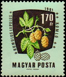 Colnect-867-152-Common-Hop-Humulus-lupulus.jpg