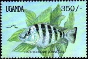 Colnect-1412-880-Cichlid-Haplochromis-johnstoni.jpg