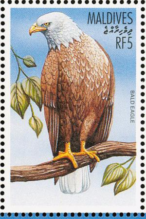 Colnect-1631-913-Bald-Eagle-Haliaeetus-leucocephalus.jpg