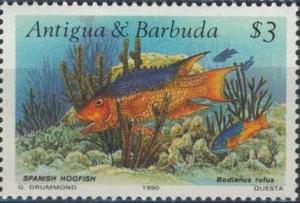 Colnect-1953-834-Spanish-Hogfish-Bodianus-rufus.jpg