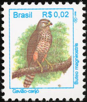 Colnect-1976-330-Roadside-Hawk-Buteo-magnirostris.jpg