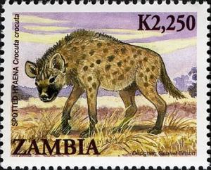 Colnect-2671-186-Spotted-Hyena-Crocuta-crocuta.jpg