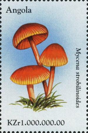 Colnect-2990-353-Scarlet-Fairy-Helmet-Mycena-strobilinoides.jpg