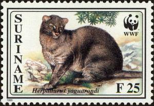 Colnect-4994-980-Jaguarundi-Herpailurus-yagouaroundi.jpg