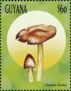 Colnect-3117-564-Inocybe-godeyi.jpg