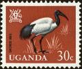 Colnect-4257-157-African-Sacred-Ibis-Threskiornis-aethiopicus.jpg