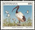 Colnect-5250-718-African-Sacred-Ibis-Threskiornis-aethiopicus.jpg