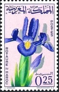 Colnect-5400-475-Iris-tingitana.jpg