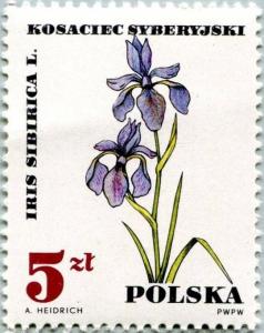 Colnect-4659-429-Iris-sibirica.jpg