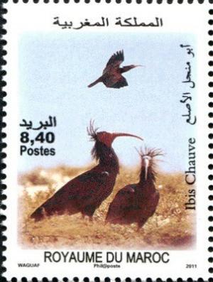 Colnect-1306-146-Northern-Bald-Ibis-nbsp-Geronticus-eremita.jpg