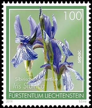 Colnect-2455-392-Iris-sibirica.jpg