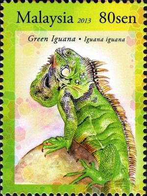 Colnect-2566-077-Green-Iguana-Iguana-iguana.jpg