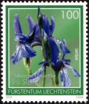 Colnect-5268-435-Iris-sibirica.jpg