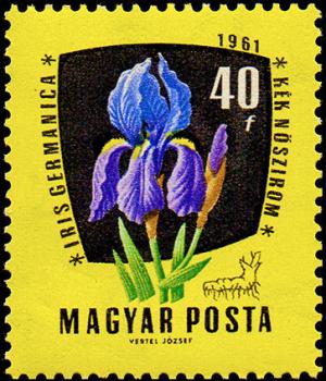 Colnect-867-149-German-Iris-Iris-germanica.jpg