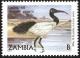 Colnect-1502-686-African-Sacred-Ibis-Threskiornis-aethiopicus.jpg