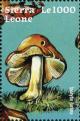 Colnect-3223-692-Inocybe-jurana.jpg