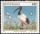 Colnect-5250-718-African-Sacred-Ibis-Threskiornis-aethiopicus.jpg