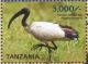 Colnect-5935-607-African-Sacred-Ibis-Threskiornis-aethiopicus.jpg