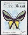 Skap-guinea_bissau_01_bflies.jpg-crop-162x198at324-198.jpg