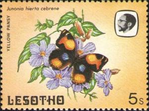 Colnect-2626-342-Yellow-Pansy-Junonia-hierta-ssp-cebrene.jpg