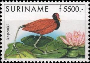 Colnect-3821-128-Jacana-jacana.jpg