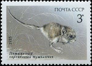 Colnect-5113-777-Five-toed-Pygmy-Jerboa-Cardiocranius-paradoxus.jpg