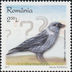 Colnect-5953-449-European-Jackdaw-Corvus-monedula.jpg