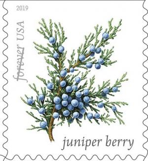 Colnect-6090-802-Juniper-Berry.jpg