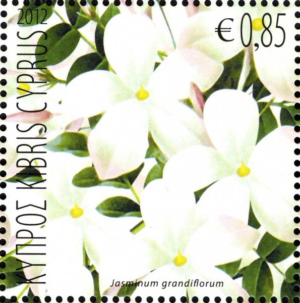 Colnect-1460-748-Jasmin-jasminum-grandiflorum.jpg