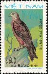 Colnect-1613-193-Black-Kite-Milvus-migrans.jpg