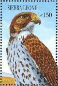 Colnect-2194-107-Mauritius-Kestrel-Falco-punctatus.jpg