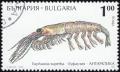 Colnect-3856-022-Antarctic-Krill-Euphausia-superba.jpg